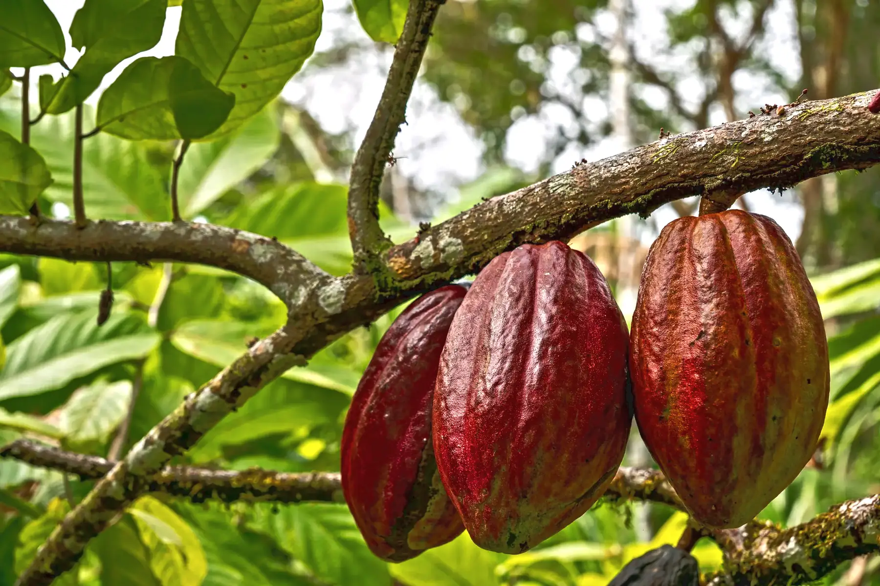 Red cacao pods hanging from a branch on a cacao tree at a farm near Puerto Viejo