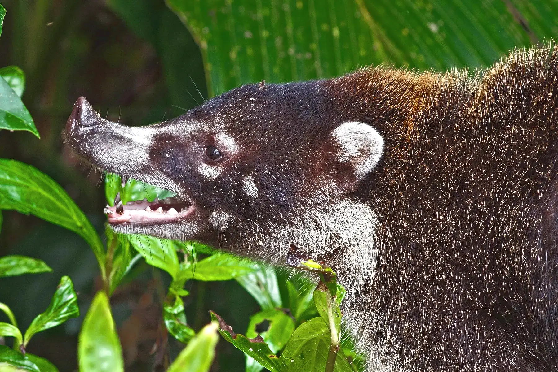 A white-nosed coati in Cahuita National Park