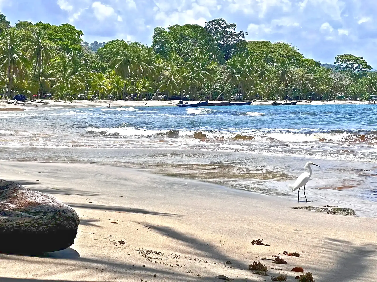 A white egret standing on the sand of a beach in the Gandoca-Manzanillo refuge
