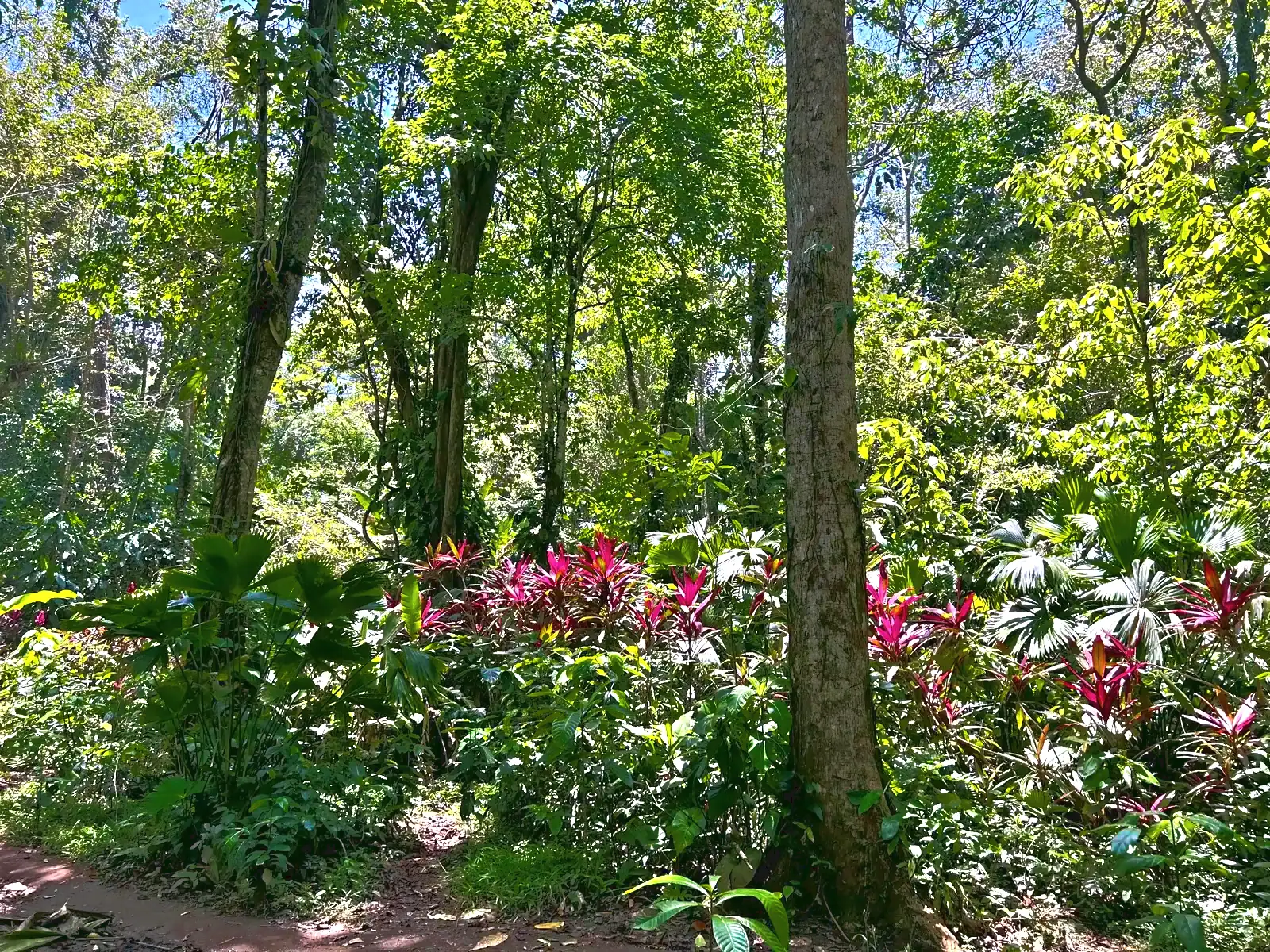 Dense forest on the trail in the Gandoca-Manzanillo refuge