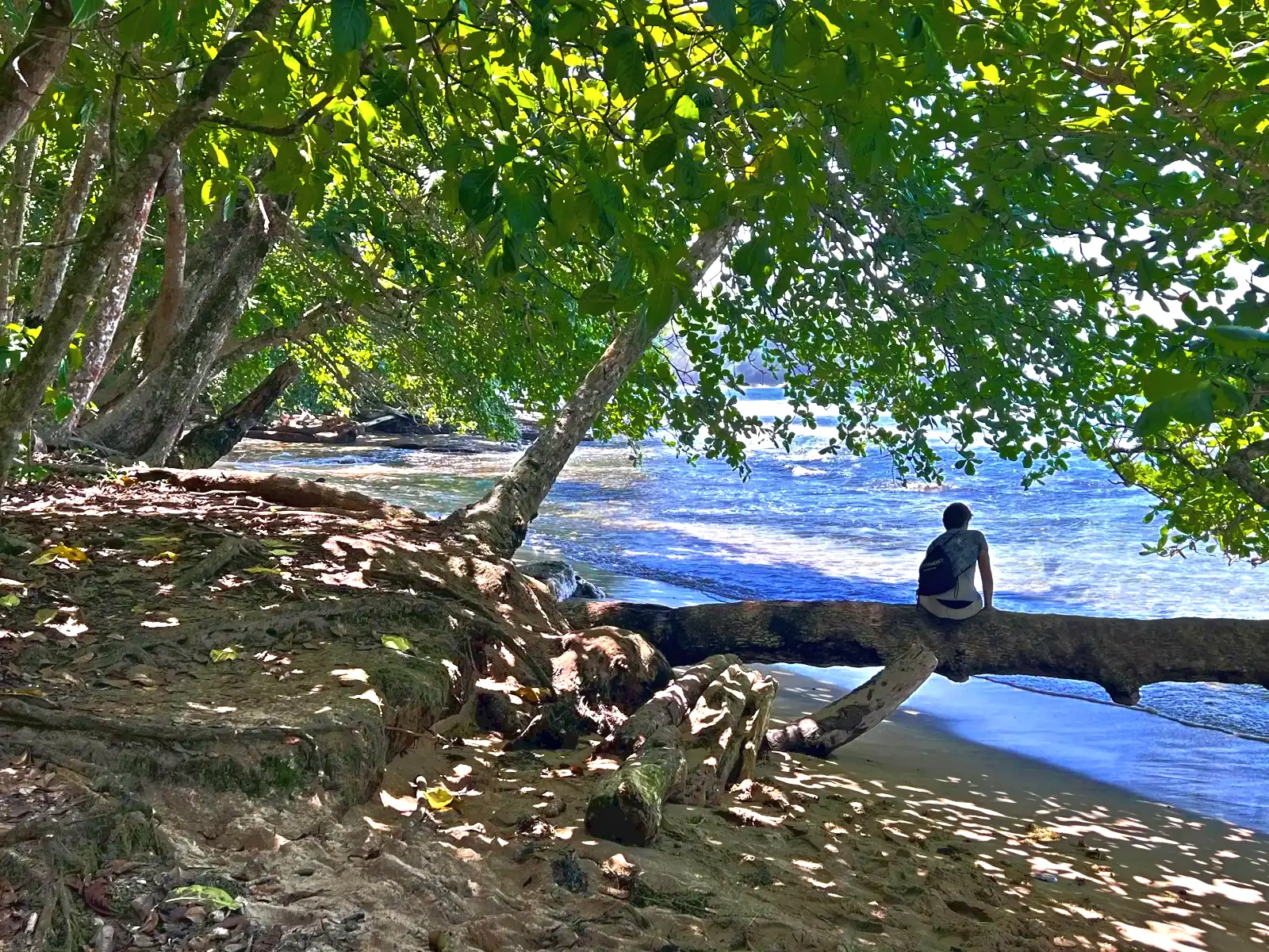 A person sitting on a driftwood log on a beach in the Gandoca-Manzanillo refuge