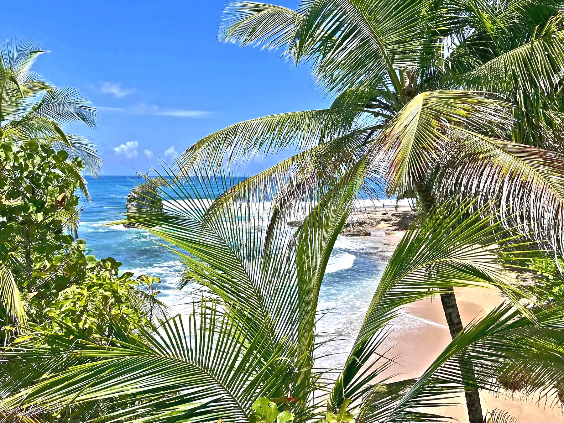 A beach with palm trees in the foreground in the Gandoca-Manzanillo refuge
