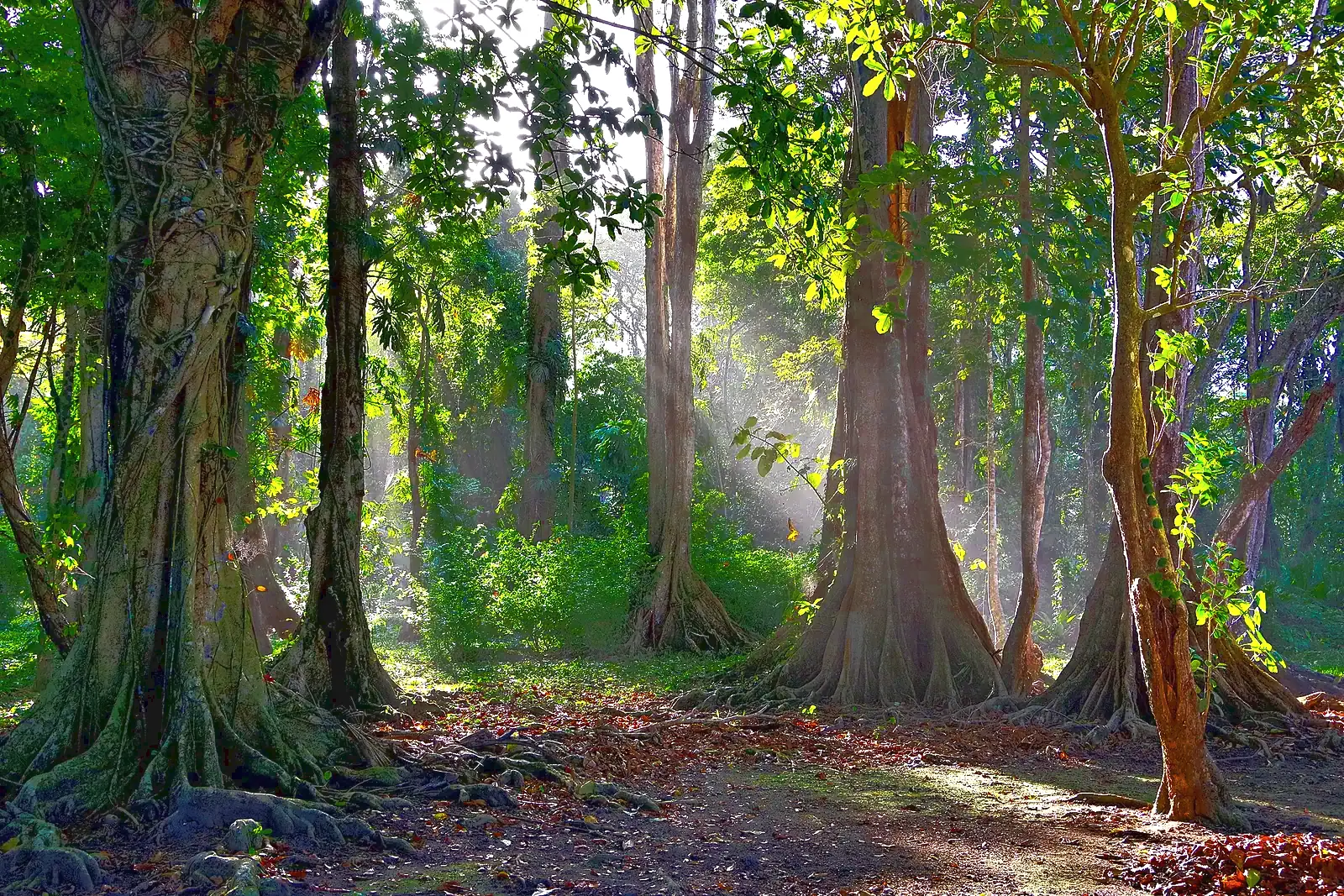 Sunlight through tall trees on a forest walk at Puerto Viejo de Talamanca