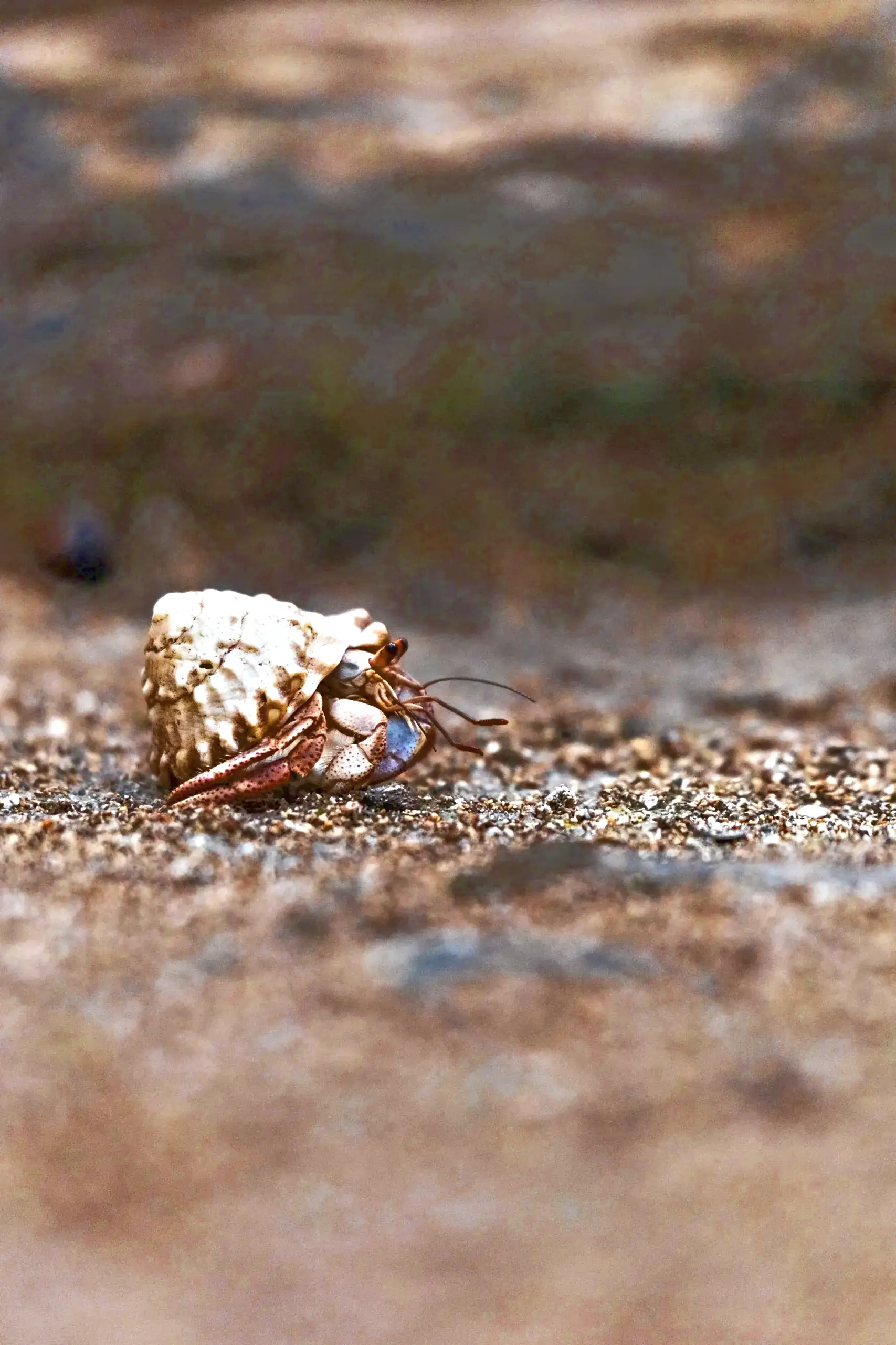 A hermit crab on the sand at Puerto Viejo de Talamanca