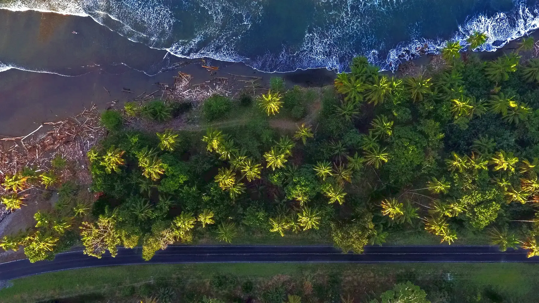 Aerial view of a coast road between palm trees and surf in Limón, Costa Rica
