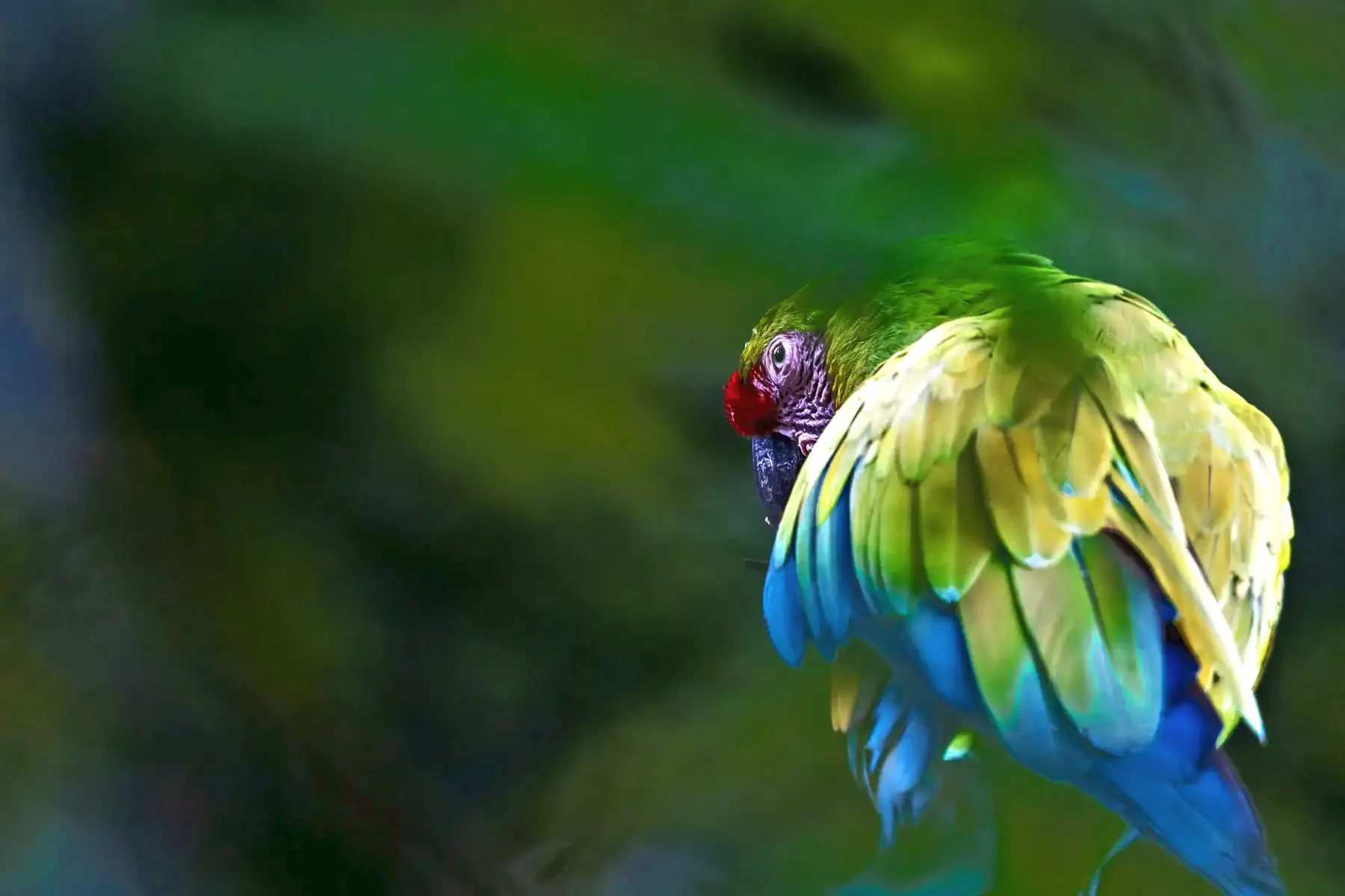 A great green macaw perched in the forest near Puerto Viejo de Talamanca