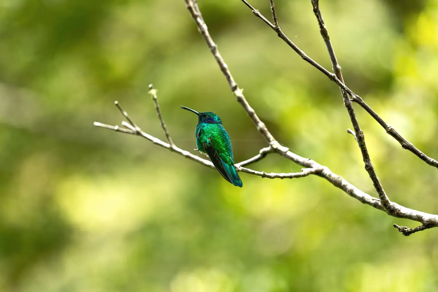 A green hummingbird perched on a bare branch in the forest at Monteverde, Costa Rica