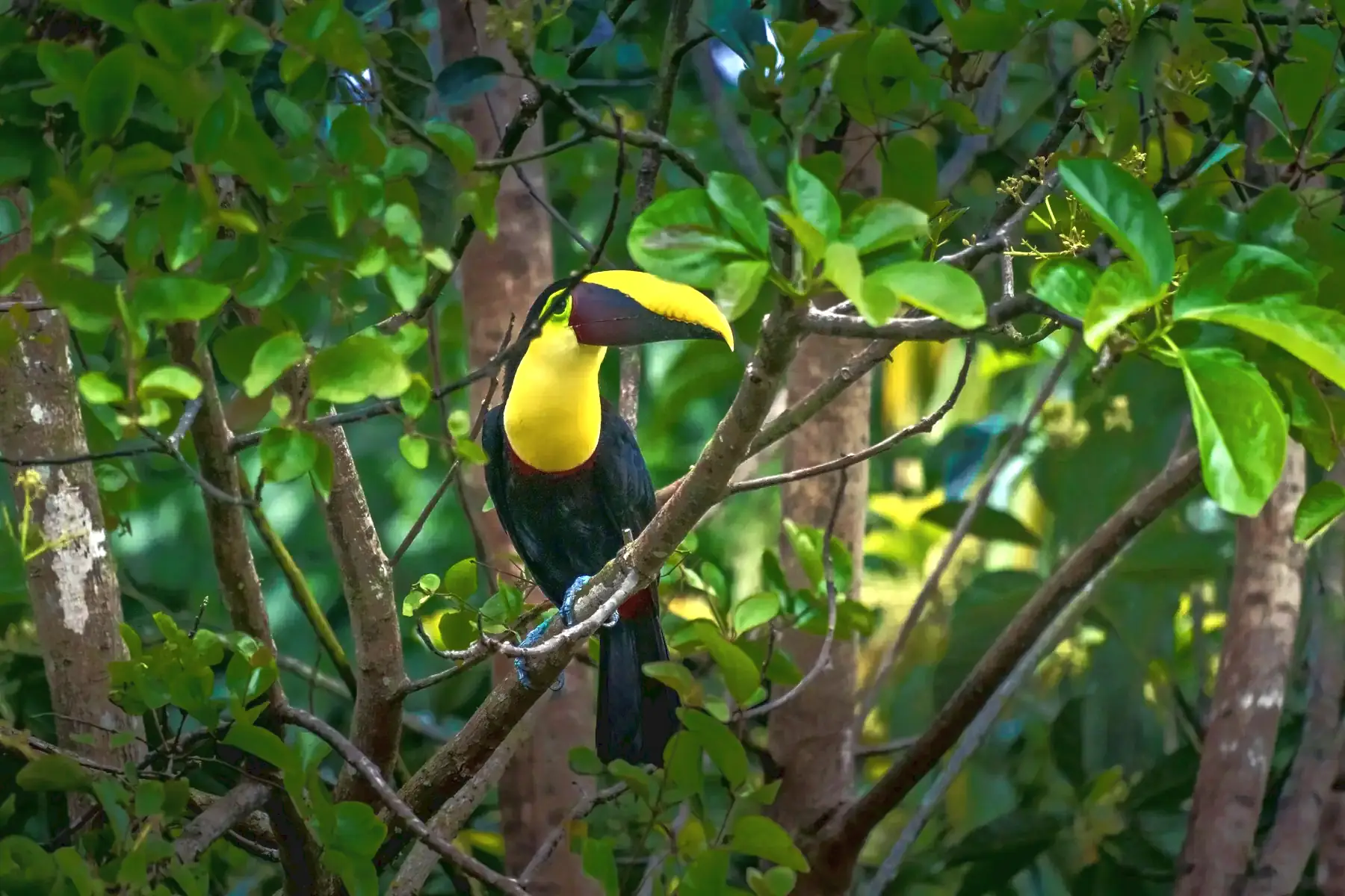 A chestnut-mandibled toucan perched among green foliage near Cocles, Costa Rica