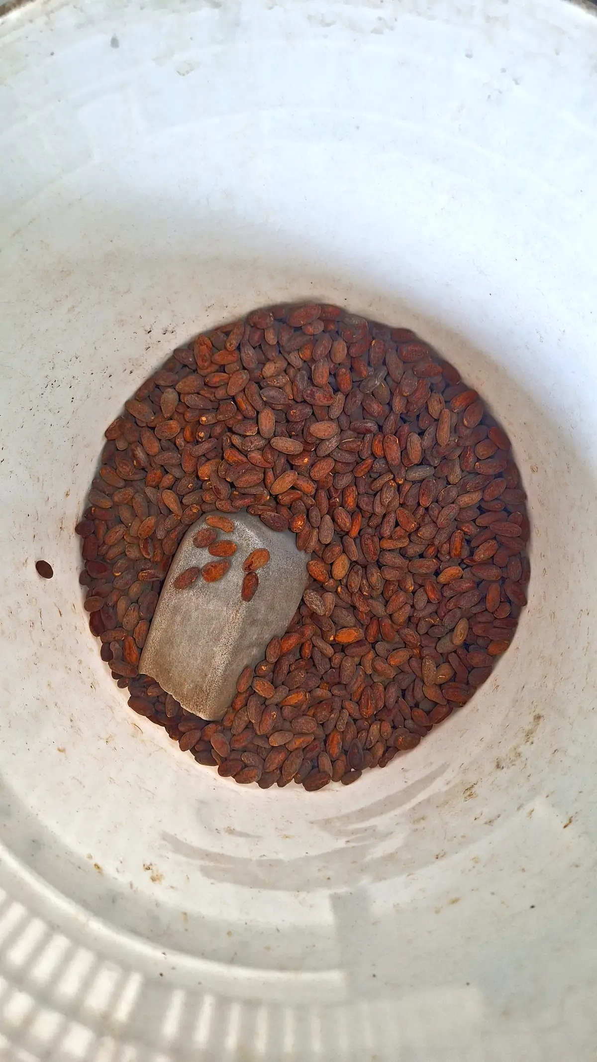 Dried cacao beans in a grinder