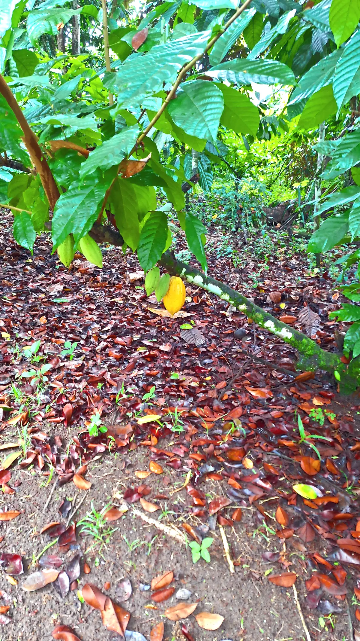 Cacao pods lying under the trees on a farm