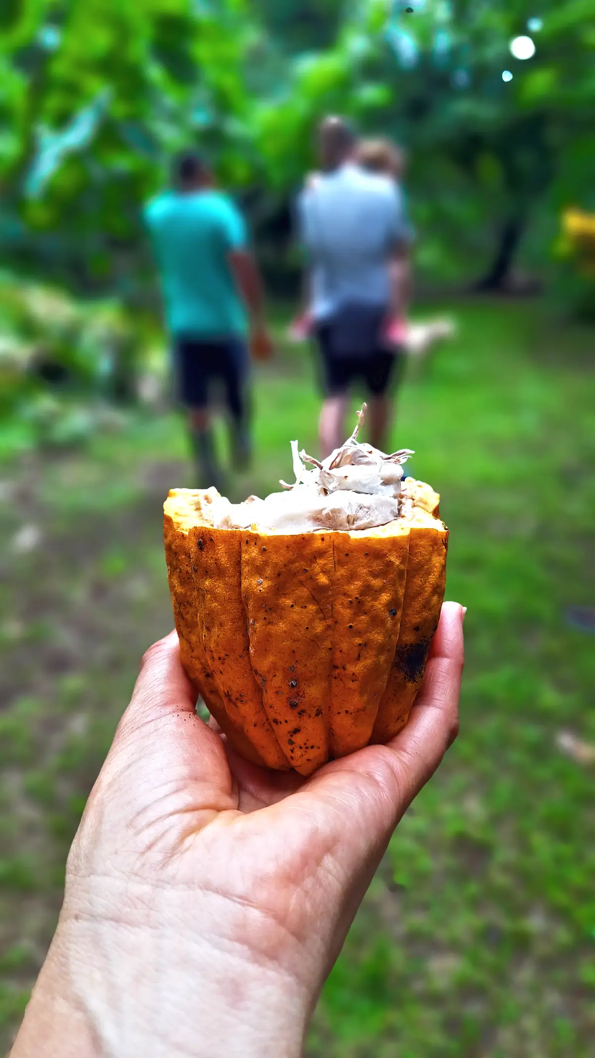 A cacao pod split open in a hand, showing the white pulp