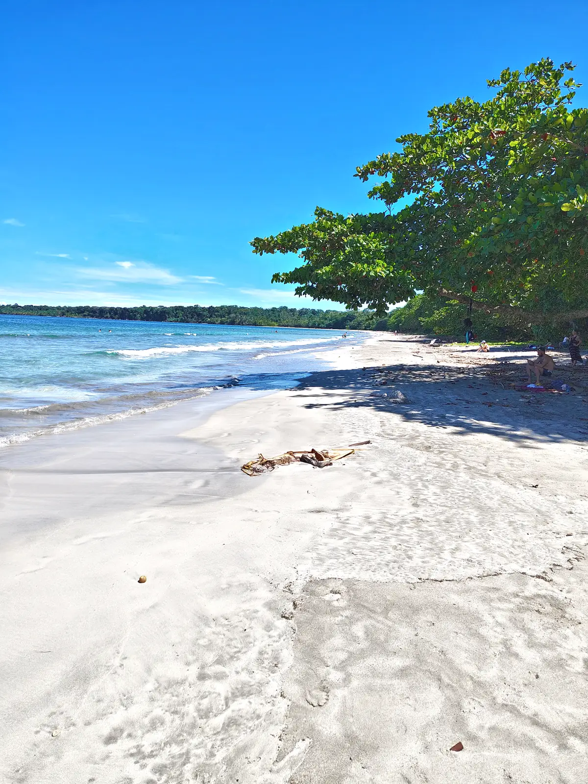 A white-sand beach and a tree leaning over the water at Cahuita