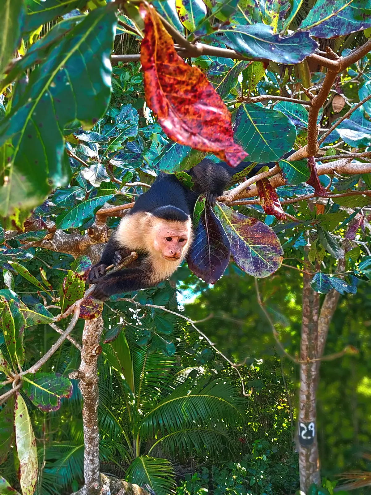 A white-faced capuchin hanging in a tree at Cahuita