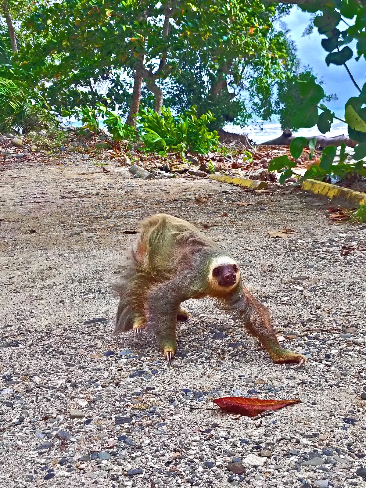 A sloth crossing a dirt track at Cahuita