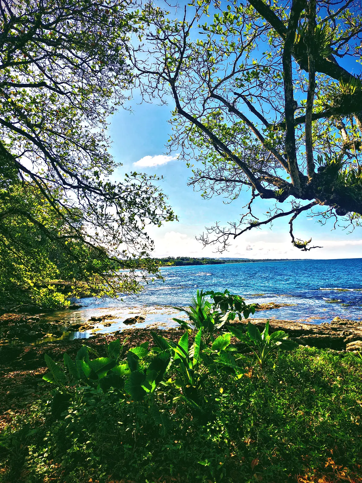 The sea seen through branches at a viewpoint in Cahuita