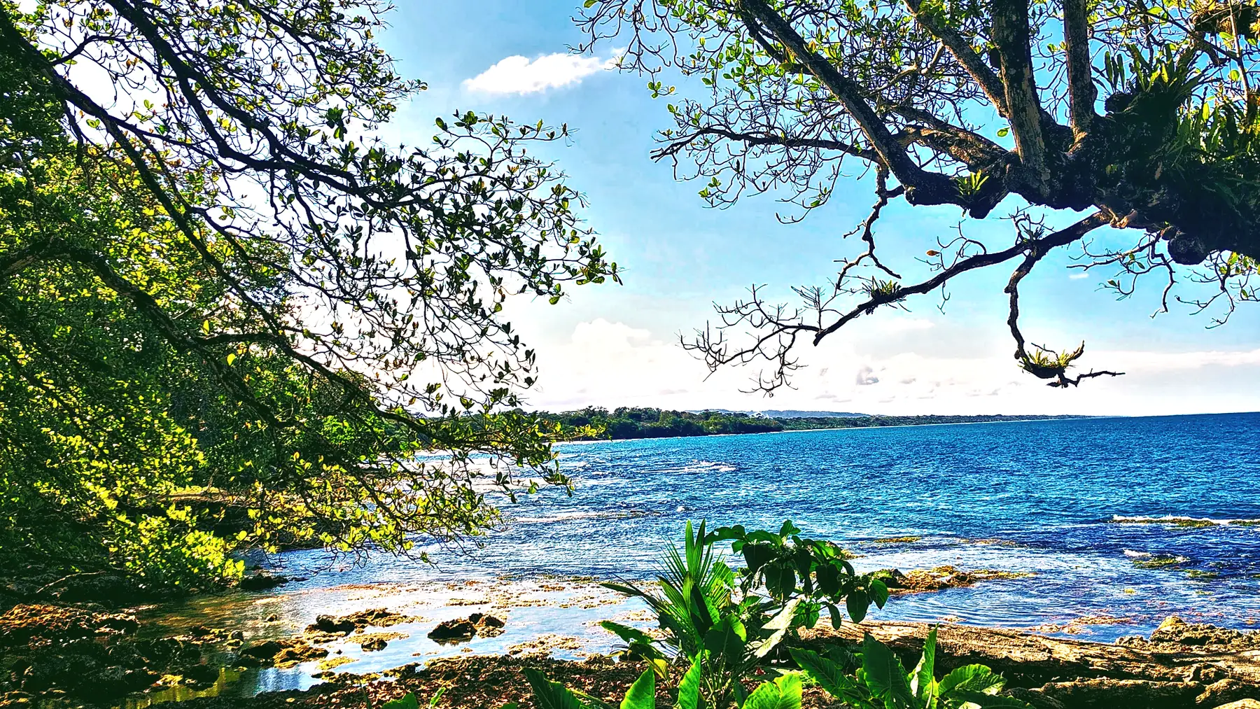 The sea seen through branches at a viewpoint in Cahuita