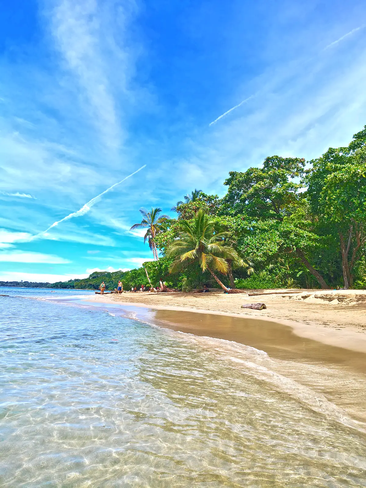 Forest meeting the sand along Playa Chiquita