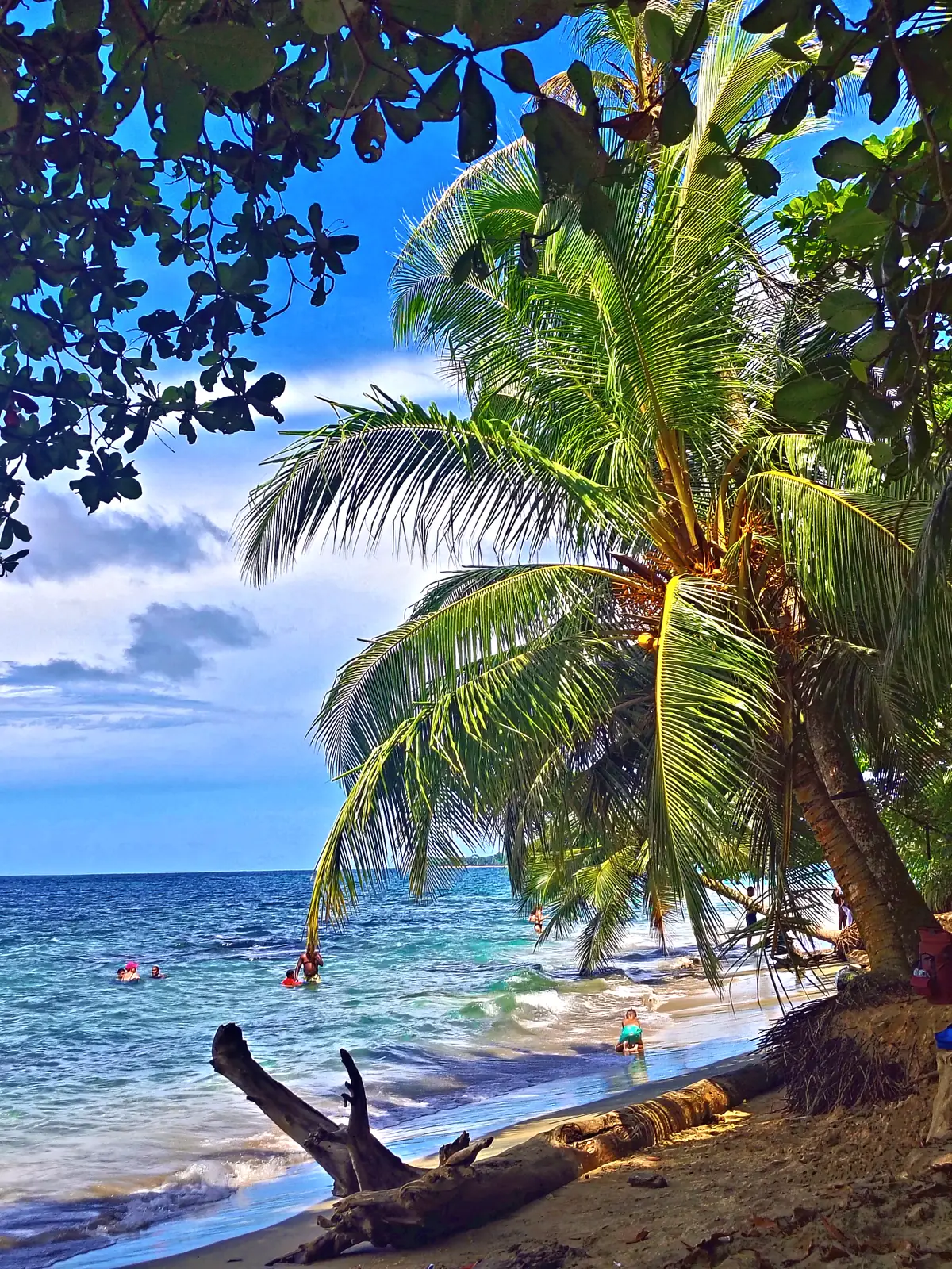 A palm leaning over driftwood and the sea at Playa Chiquita