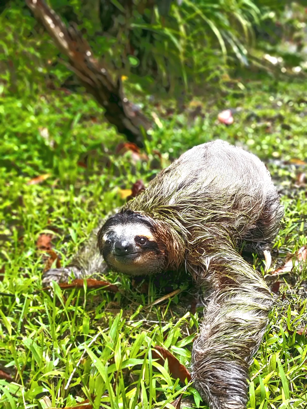 A sloth crossing the grass at Playa Chiquita
