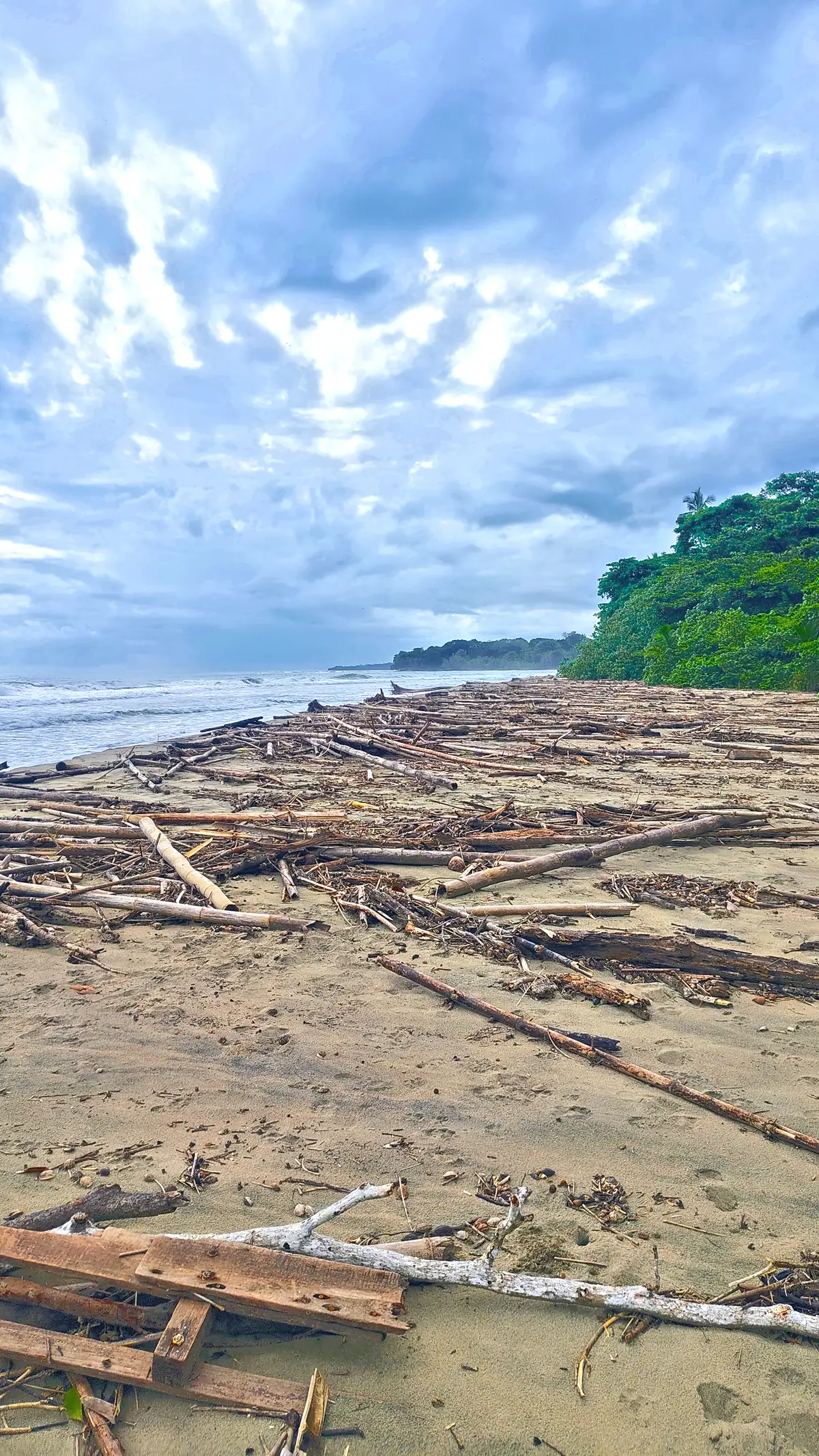Driftwood along the high-tide line at Playa Cocles