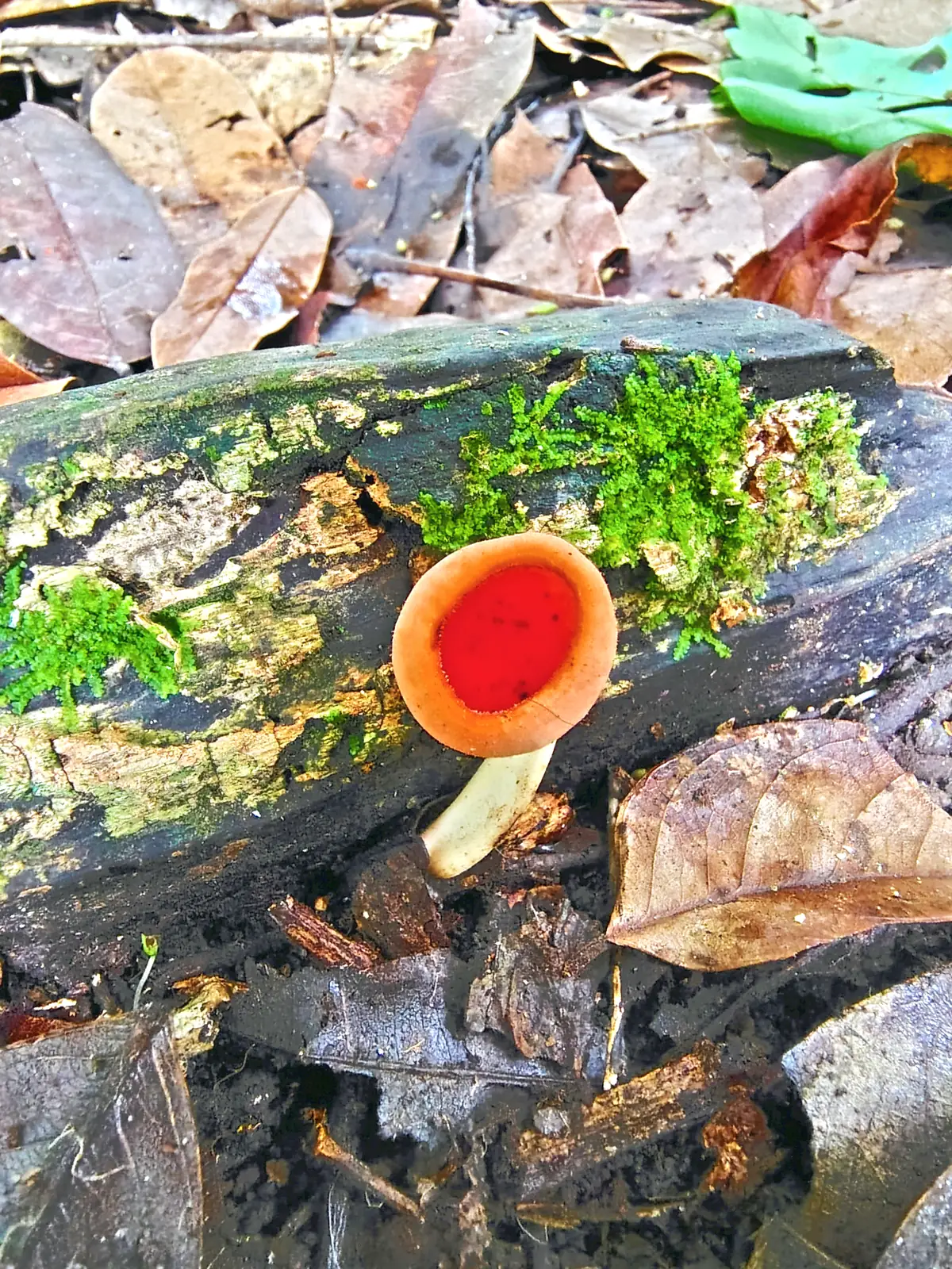 A red cup fungus on a rotting log in the forest