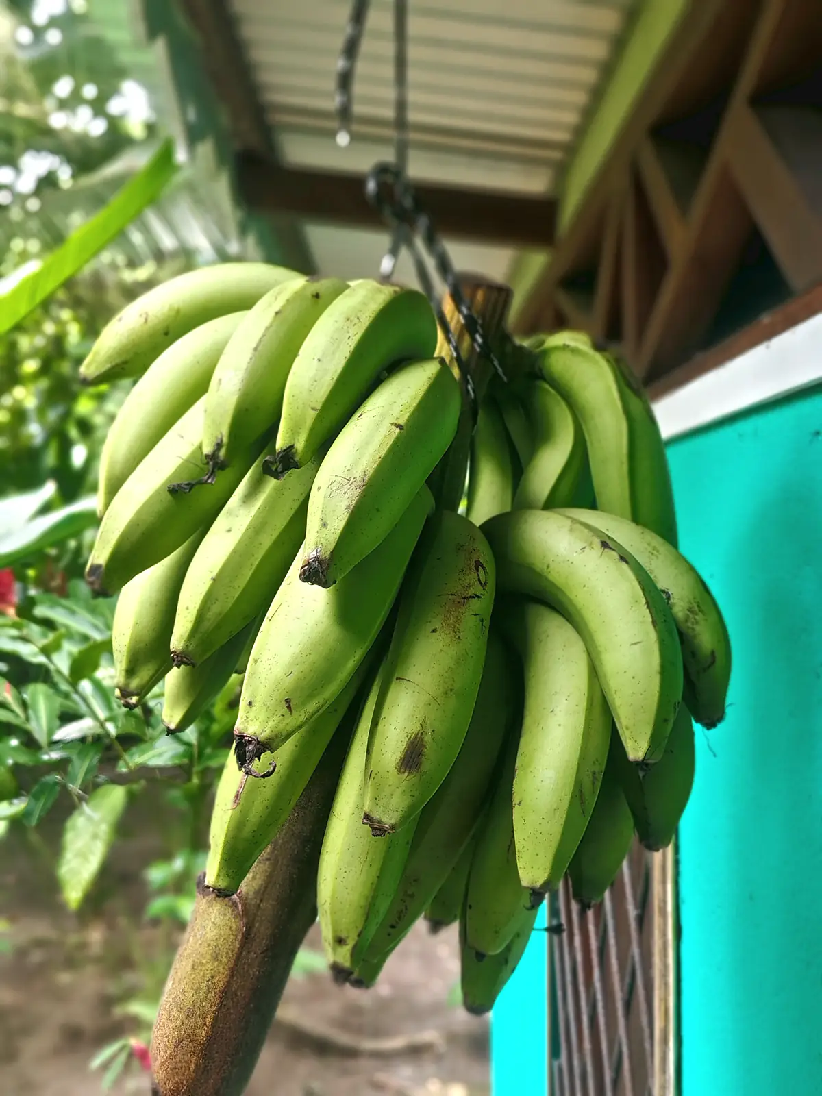 A hand of green bananas near Playa Cocles