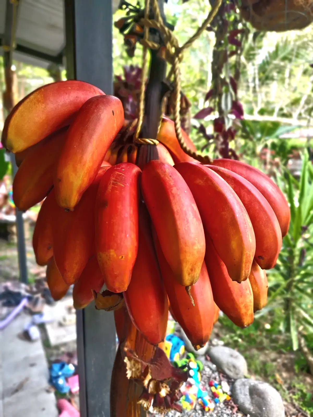 A bunch of red bananas at Manzanillo