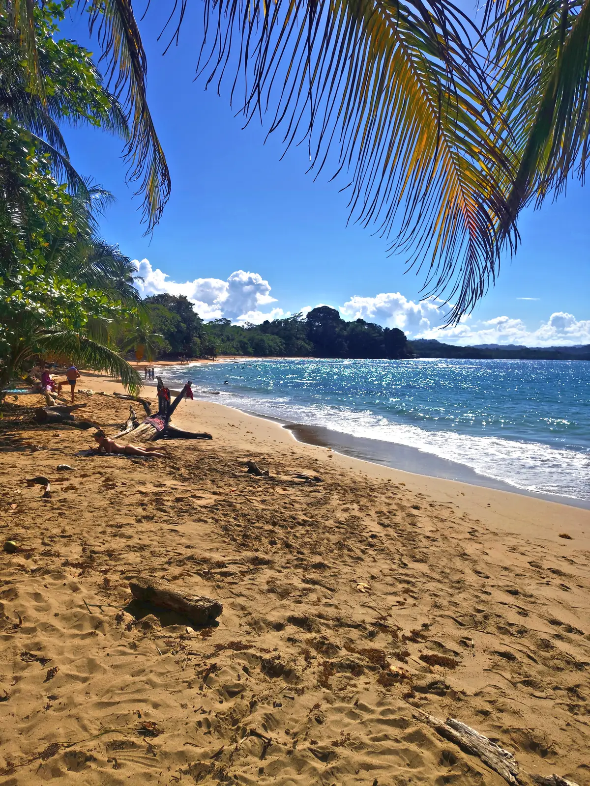 Palm fronds framing the beach and the sea at Punta Uva