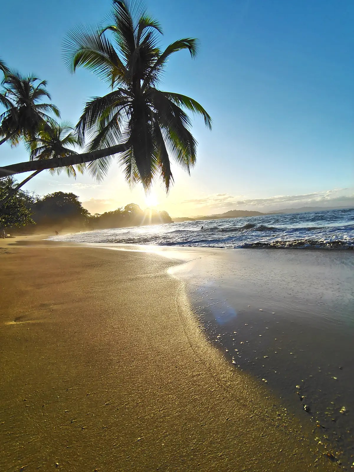 Low sun over wet sand and a leaning palm at Punta Uva