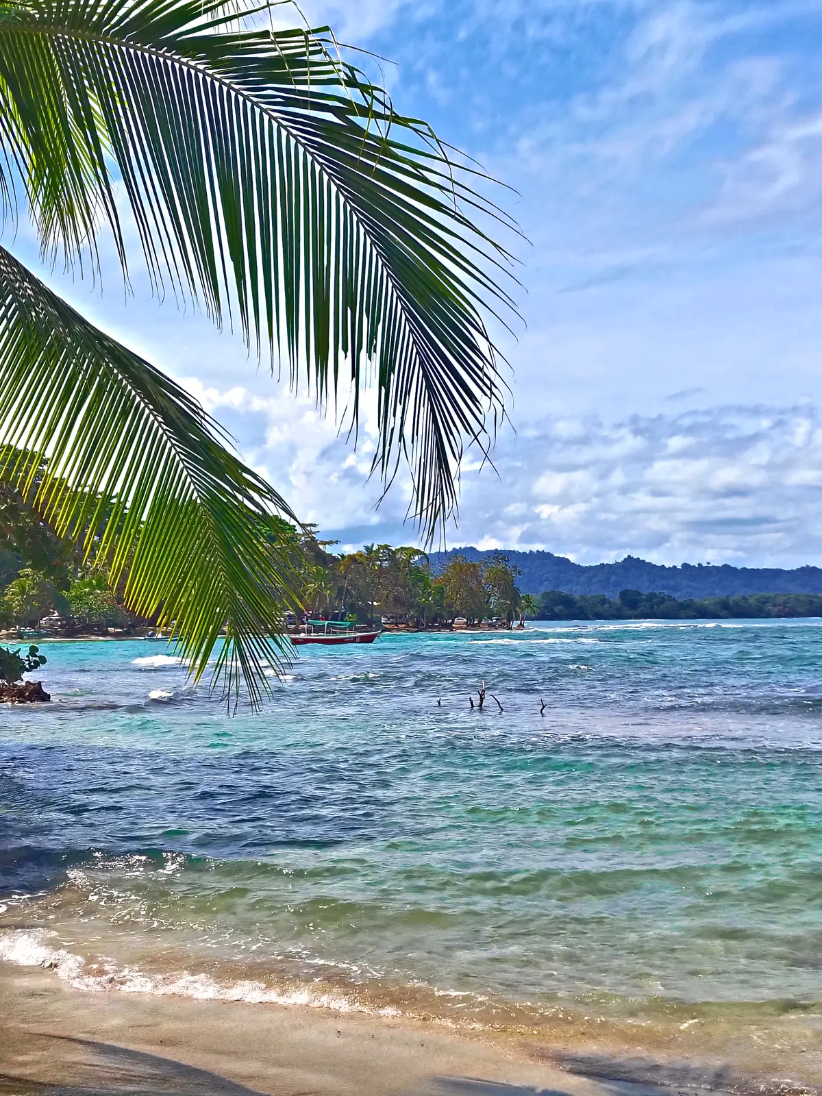A palm over the shore and the bay at Puerto Viejo