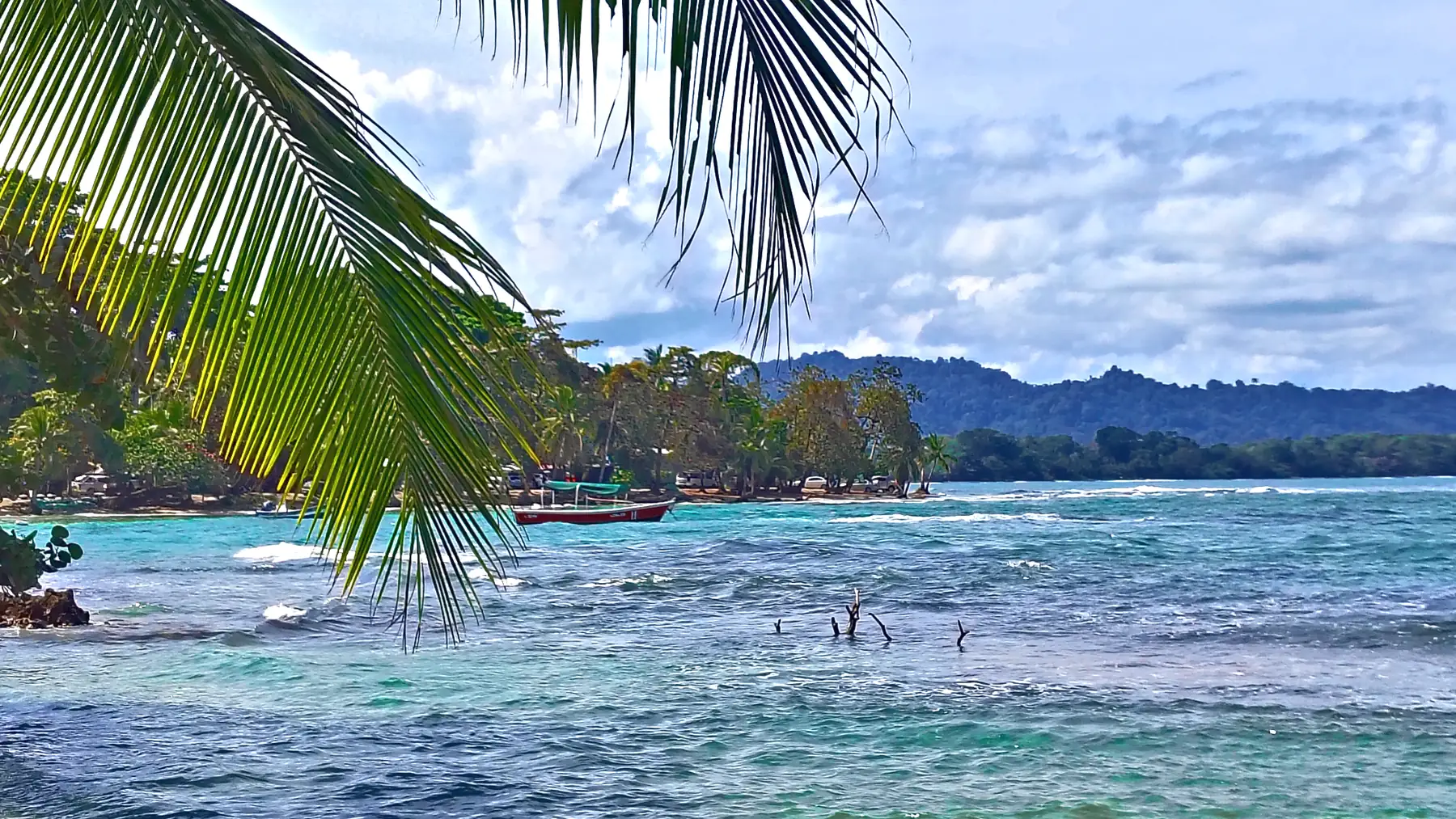 A palm over the shore and the bay at Puerto Viejo