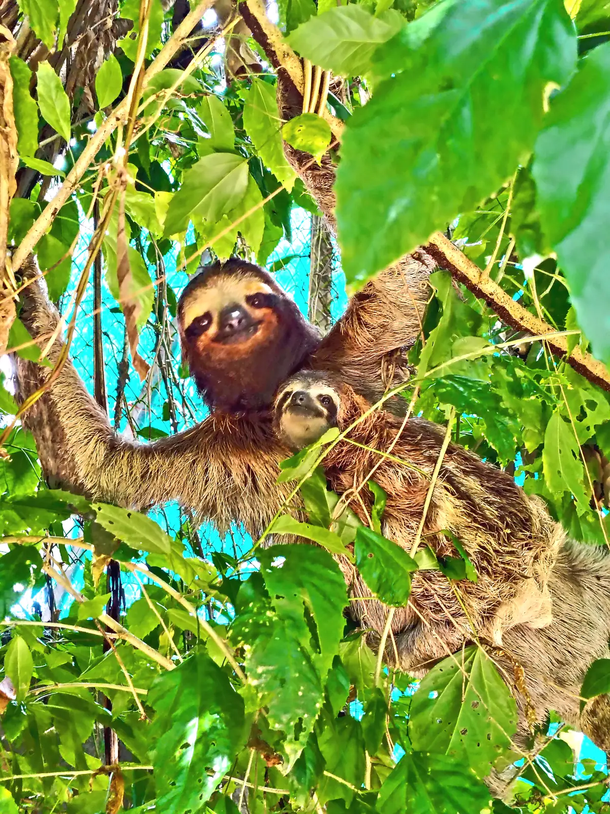 Two sloths together in a leafy tree near Playa Negra