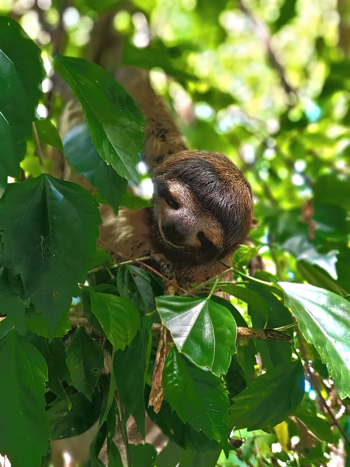 A sloth looking down from a tree near Playa Negra