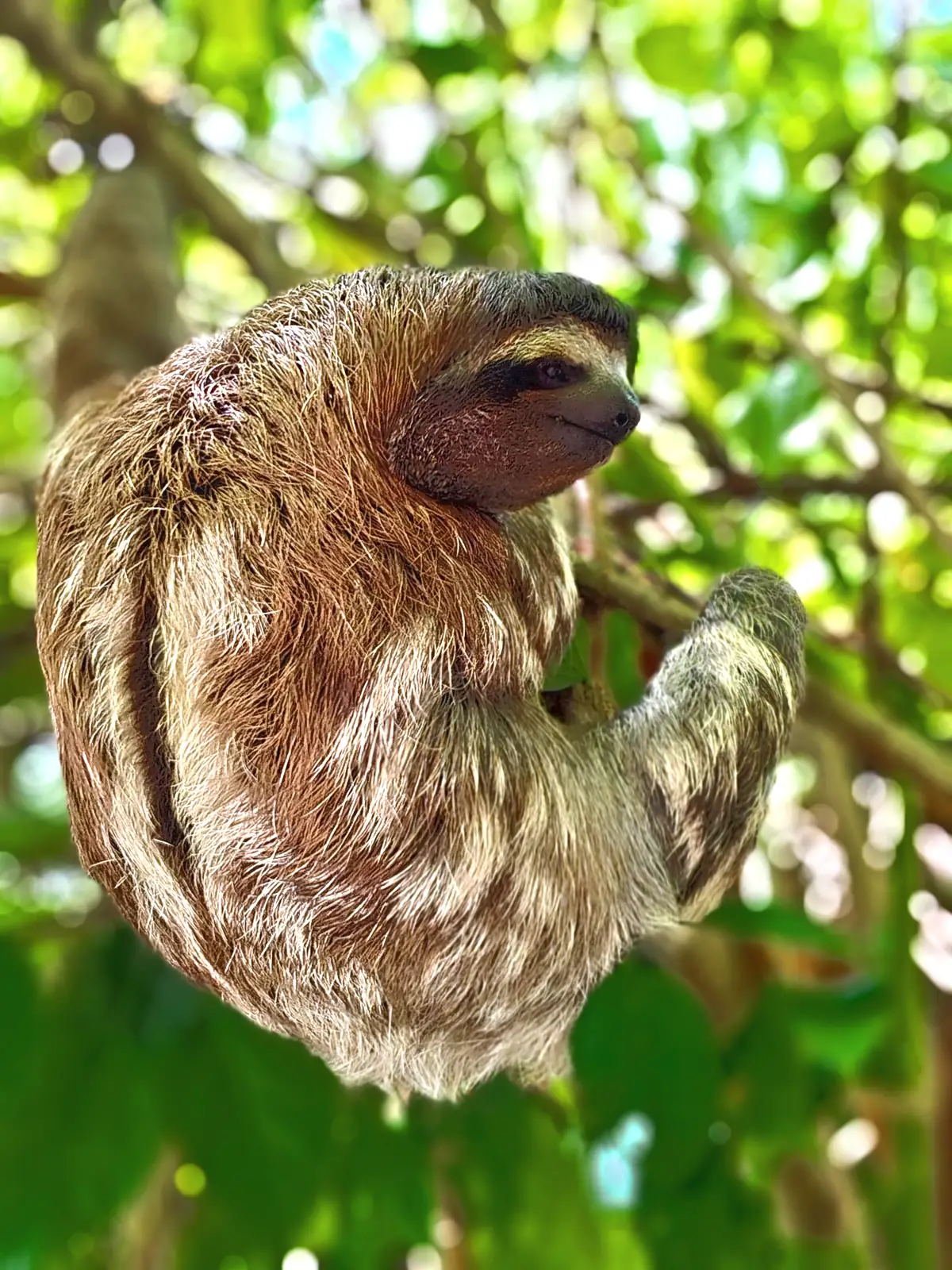 A sloth clinging to a branch near Playa Negra