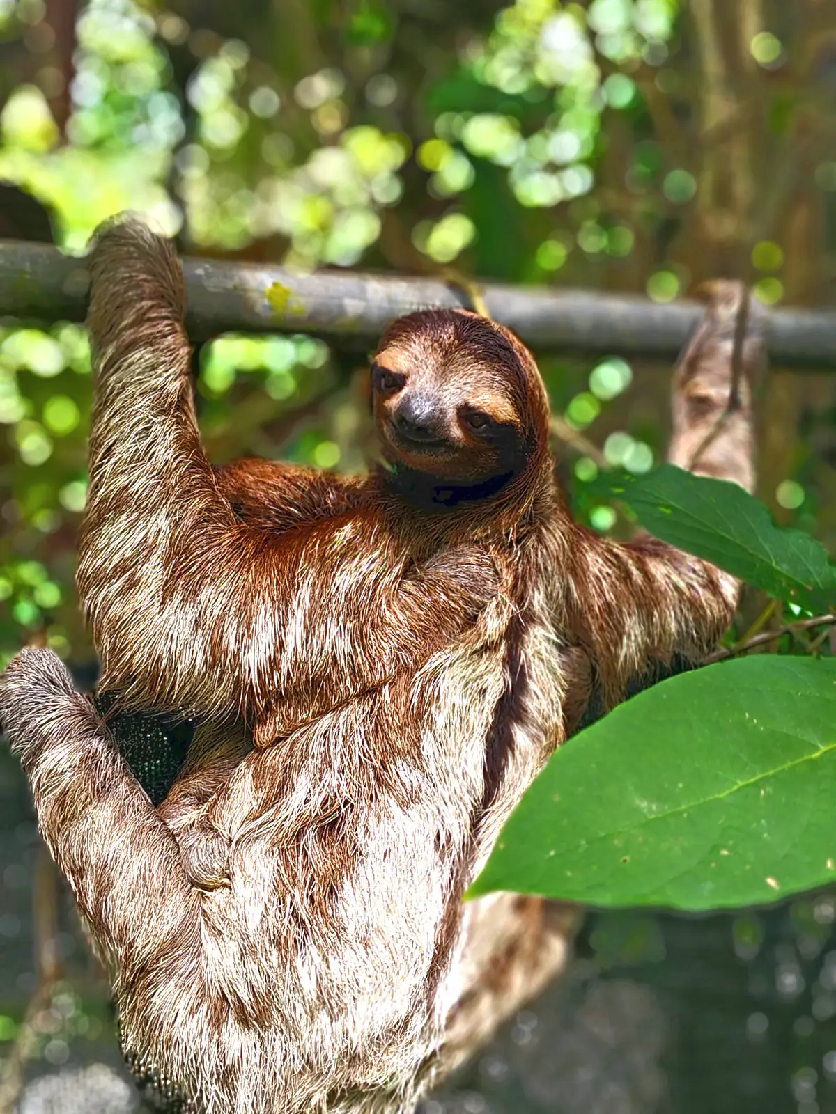 A sloth holding a metal rail near Playa Negra