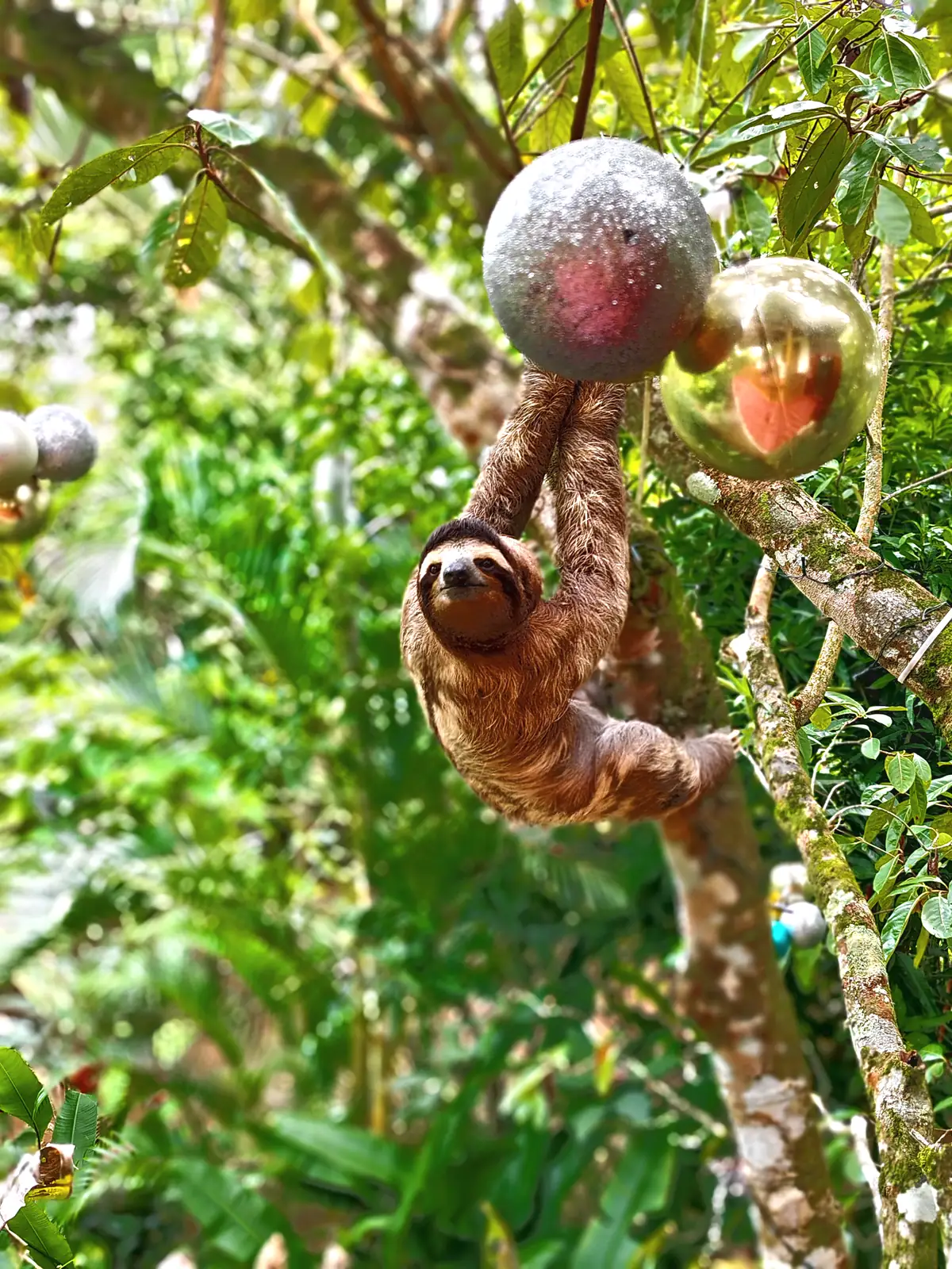 A sloth reaching along a branch near Playa Negra