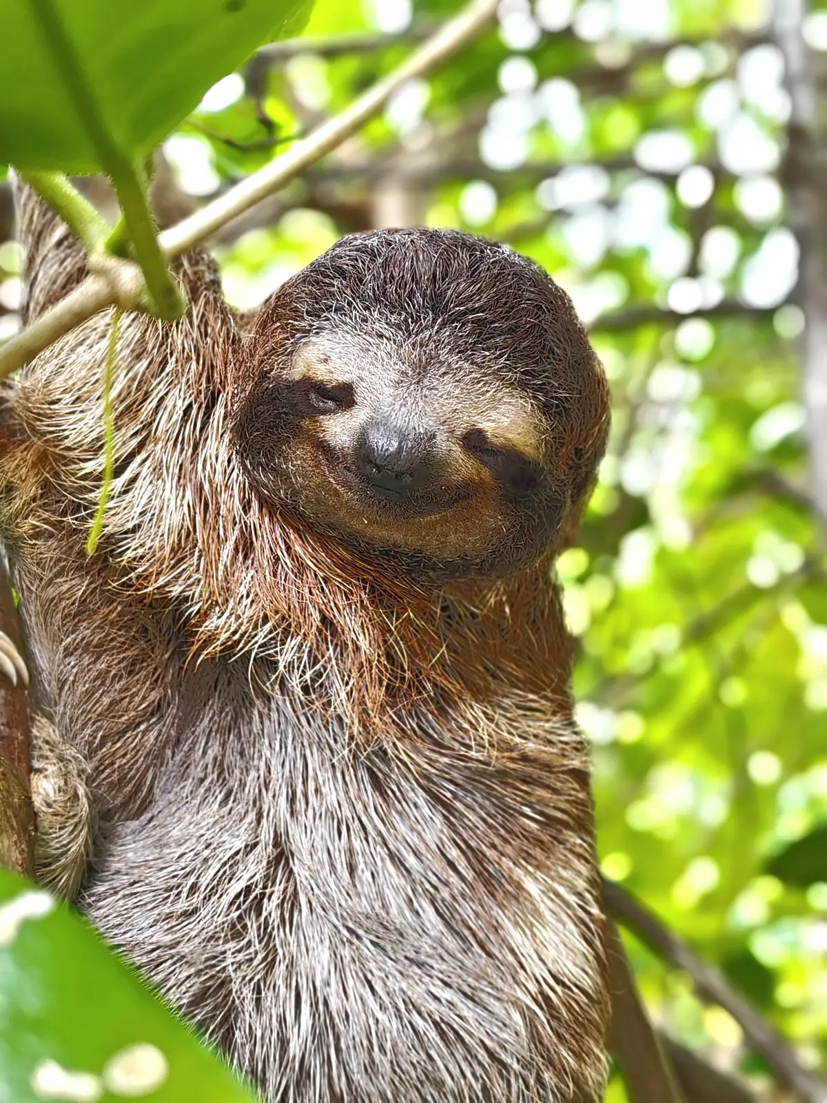 A smiling sloth on a branch near Playa Negra