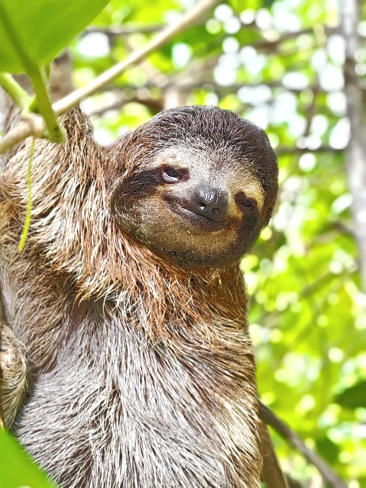 A sloth with a wide smile in the leaves near Playa Negra