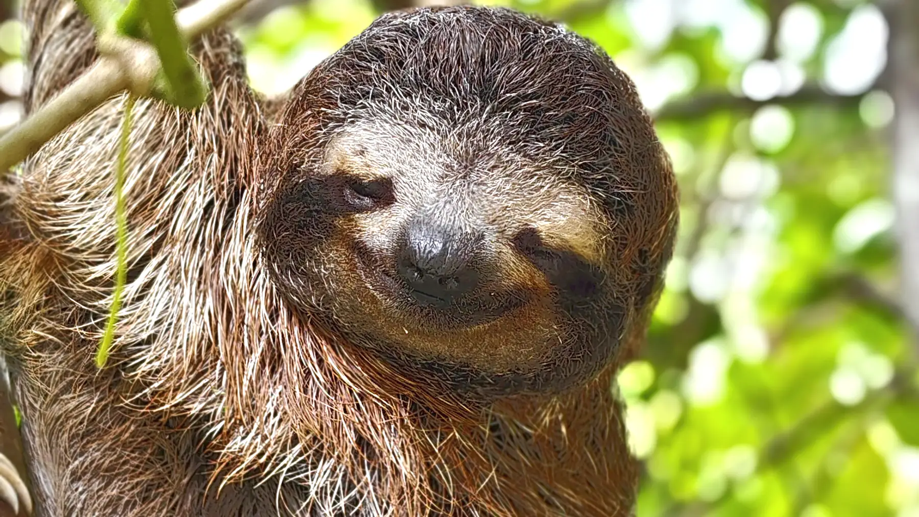 A smiling sloth on a branch near Playa Negra