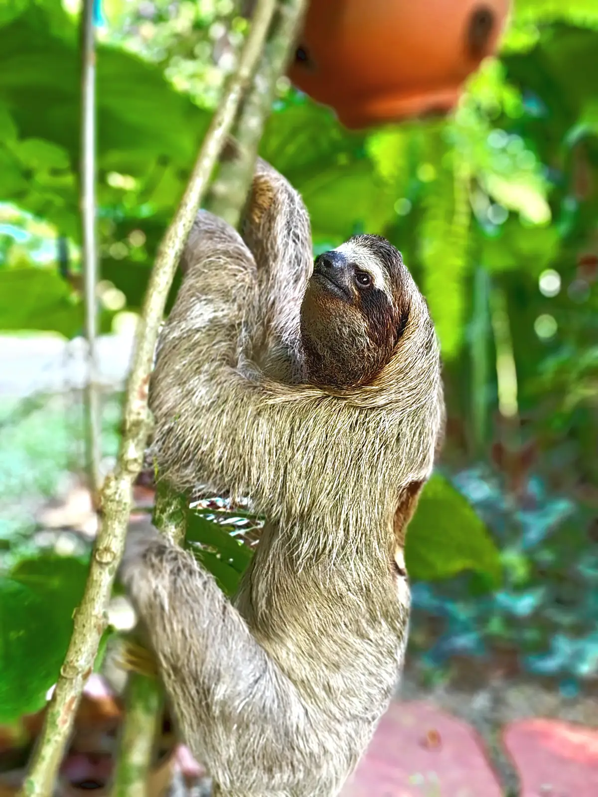 A sloth climbing a slim trunk near Playa Negra