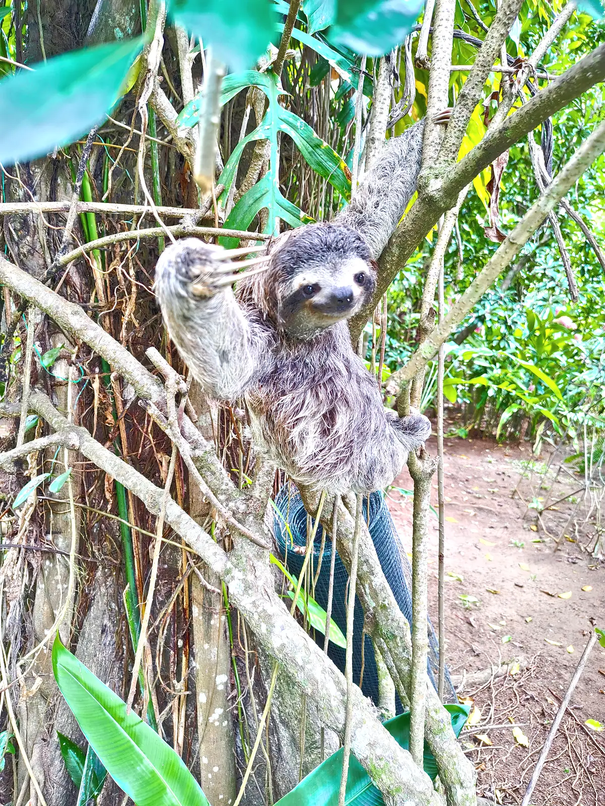 A sloth on a vine beside a forest track near Playa Negra