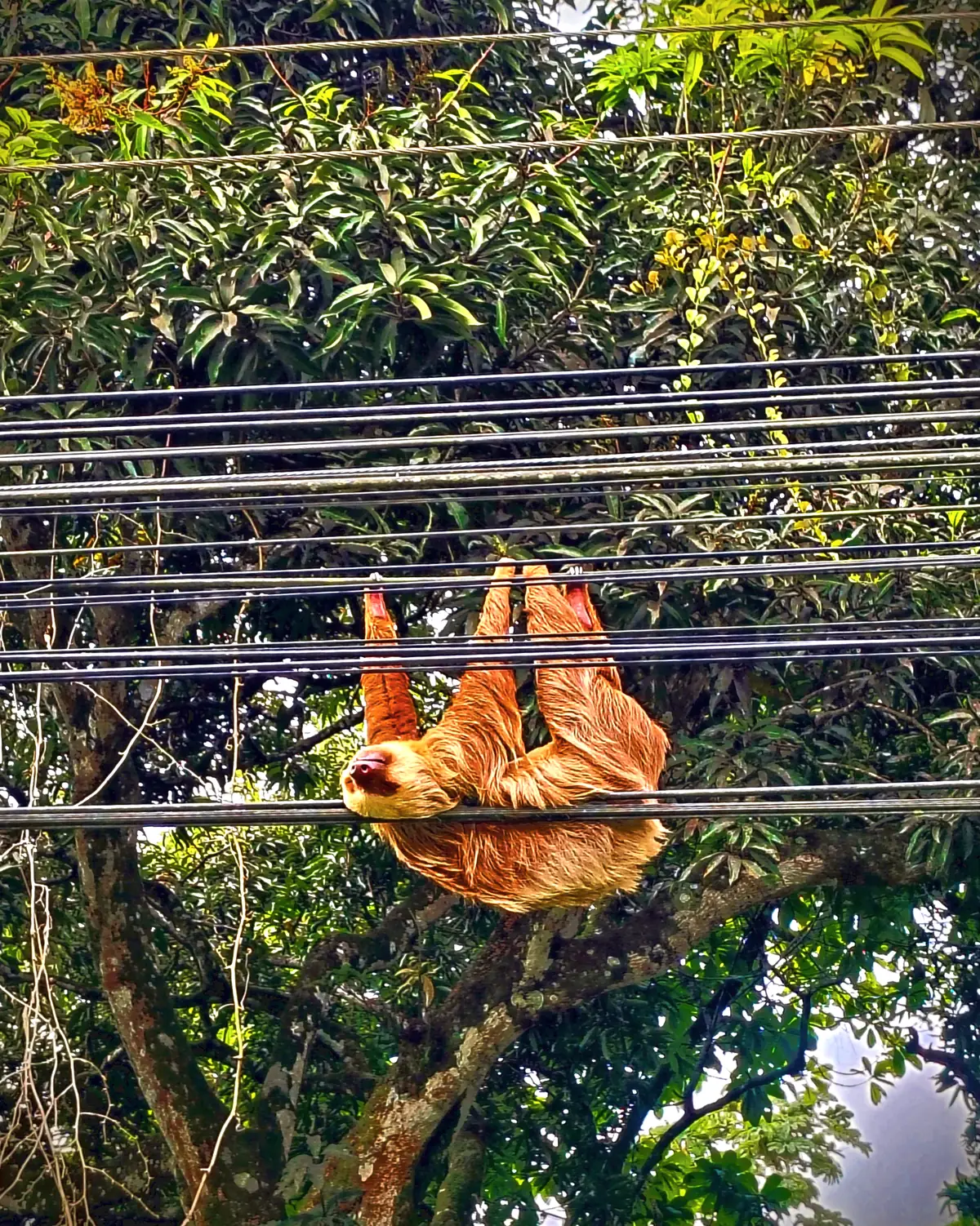 A sloth crossing the cables above a road near Playa Negra