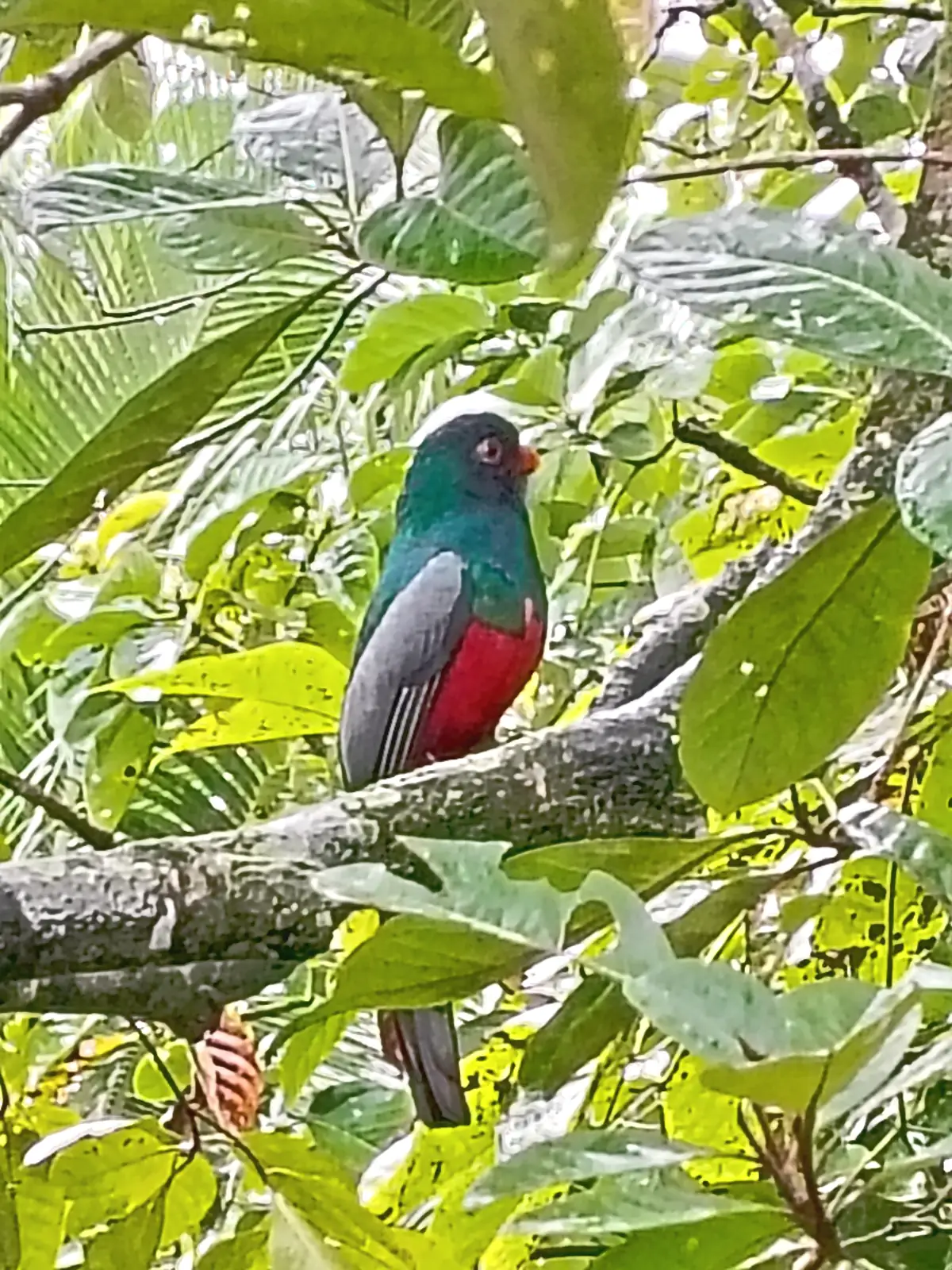 A trogon perched in a tree near Playa Negra
